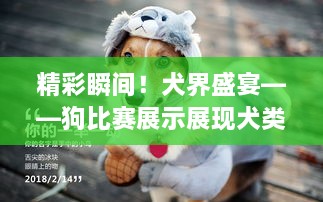 精彩瞬間！犬界盛宴——狗比賽展示展現犬類(lèi)魅力