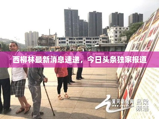 西柳林最新消息速遞，今日頭條獨家報道